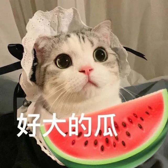 猫咪表情包//情侣&单人