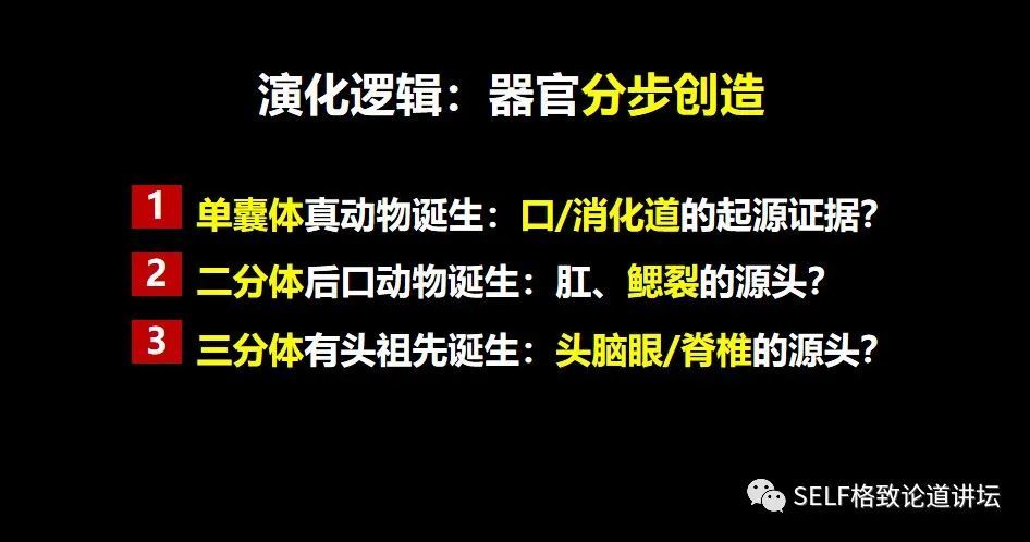 我介绍的顺序和上面的进化过程恰好相反,先介绍三分体,再汇报二分体和
