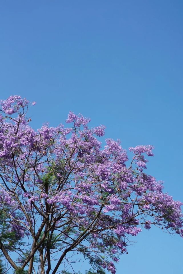5月成都,蓝花楹,美呆了