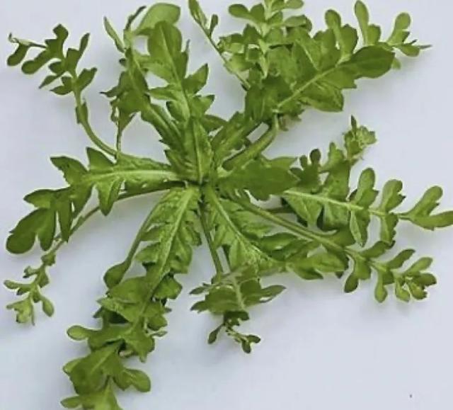 初春至农历三月三期间,人们会上山或者在路边采摘荠菜的嫩苗回来食用