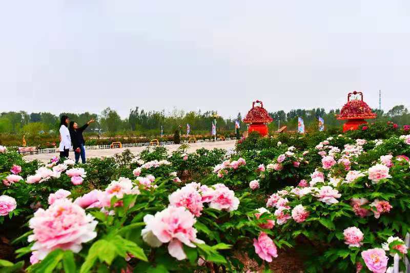 春夏之交的5月,走进北京市延庆区旧县镇的妫州牡丹园,只见园内九大色