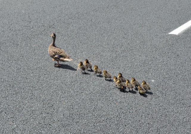鸭妈妈带小鸭子过马路,看到最后一只小鸭子,忍不住笑