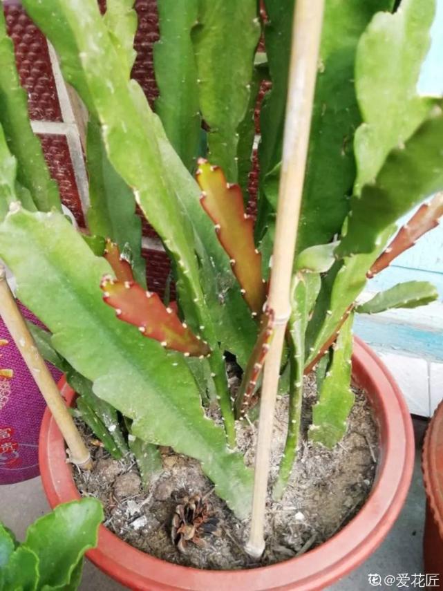 令箭荷花虽然叫假昙花,但它的叶子明显比昙花要小,也要厚实一些,叶子