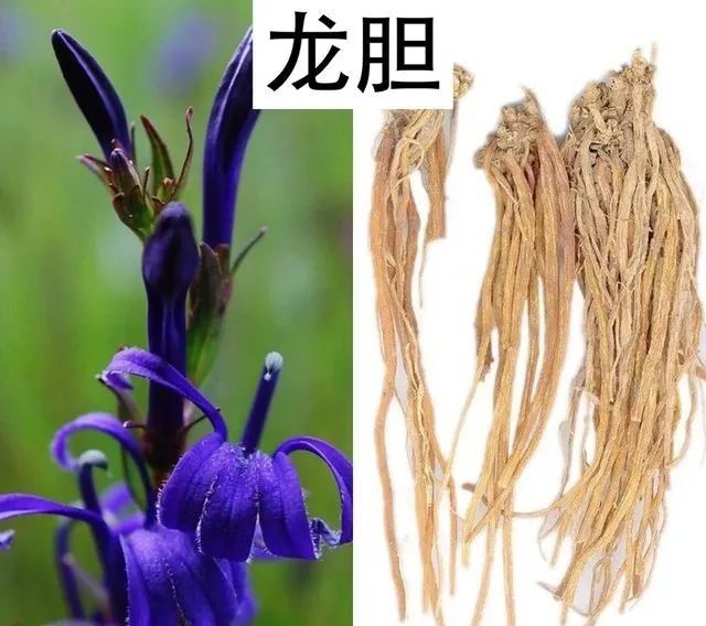 【来源】龙胆科植物条叶龙胆,龙胆,三花龙胆或坚龙胆的干燥根及根茎.