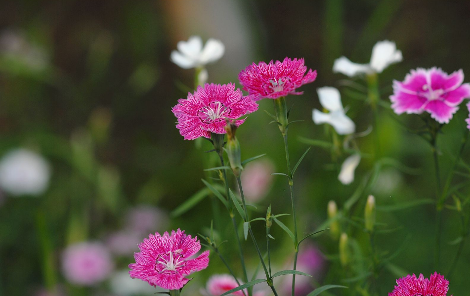 【诗词鉴赏】石竹山花却自芳,古诗词里的石竹花,花团锦簇,花样可人!