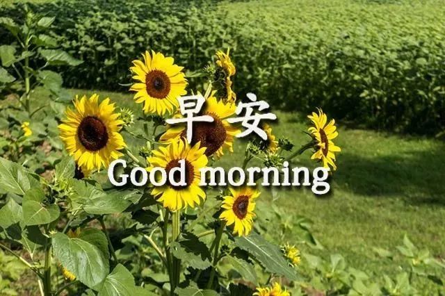 11张特好看的夏季早安图片带字精选太阳升起早上好图片表情