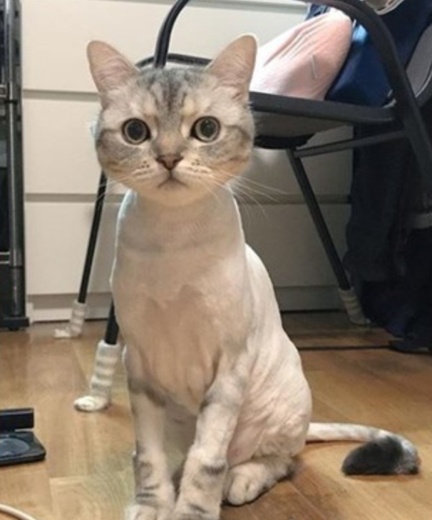 美短猫剃完毛超瘦,主人差点认不出,猫:人家是虚胖!