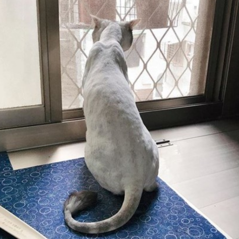 美短猫剃完毛超瘦主人差点认不出猫人家是虚胖