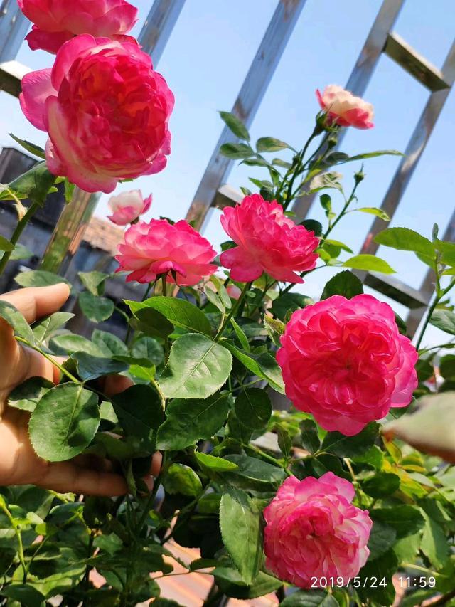月季花"和室",花色超仙,四季开不停,香气浓郁,你值得拥有!