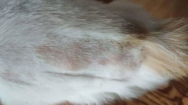 猫咪为什么经常挠痒痒?出现过度挠痒痒的情况该怎么办?