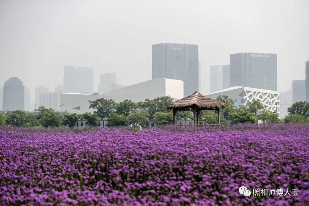 临平这片紫色的花海美翻啦!免费开放!