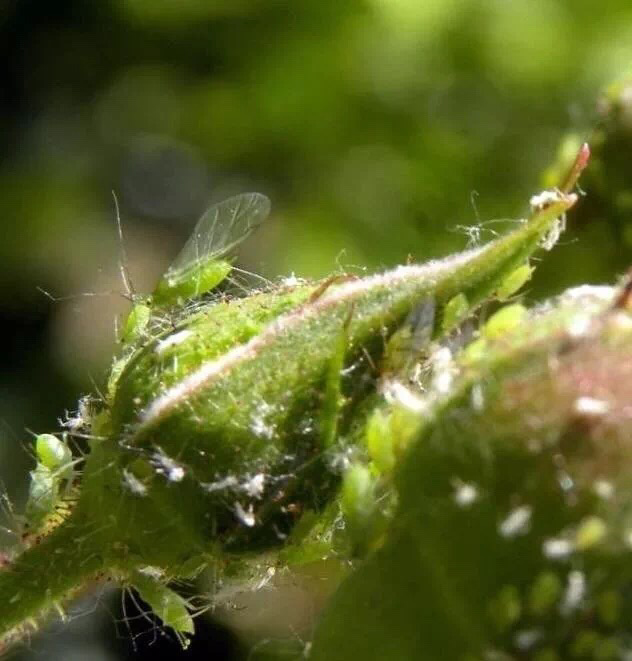春夏爆发的蚜虫,学会5个小妙招,轻松灭蚜