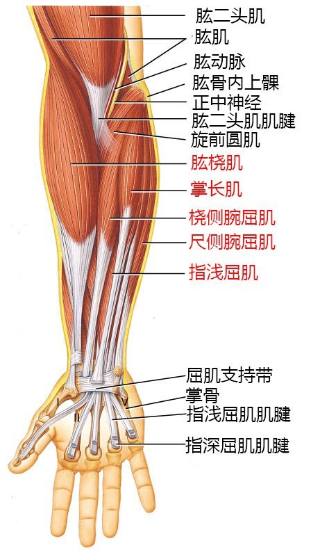 通过阅读本文,你将获得如下知识: 1,小臂肌肉的构成 2,加强手臂力量