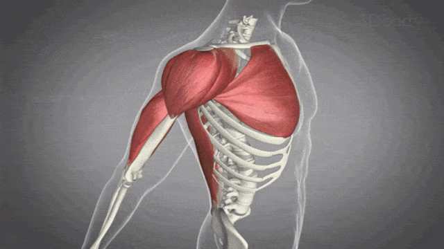 肩关节前屈:由三角肌(前部纤维),胸大肌(锁骨部纤维),喙肱肌,肱二头