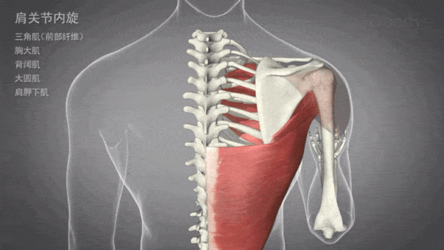 肩关节水平外展约为0°-40° 肩关节内旋:由三角肌(前部纤维),胸大肌