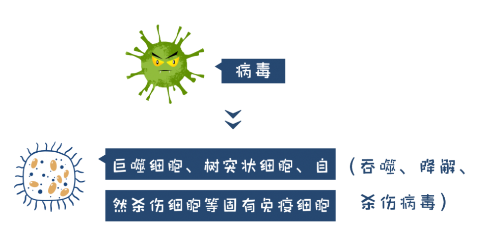 先天免疫细胞的免疫力