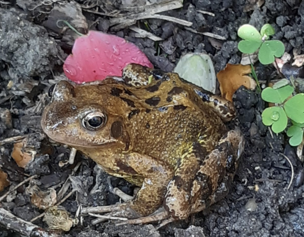 英国一濒死青蛙泡在油漆桶中两天,竟死里逃生