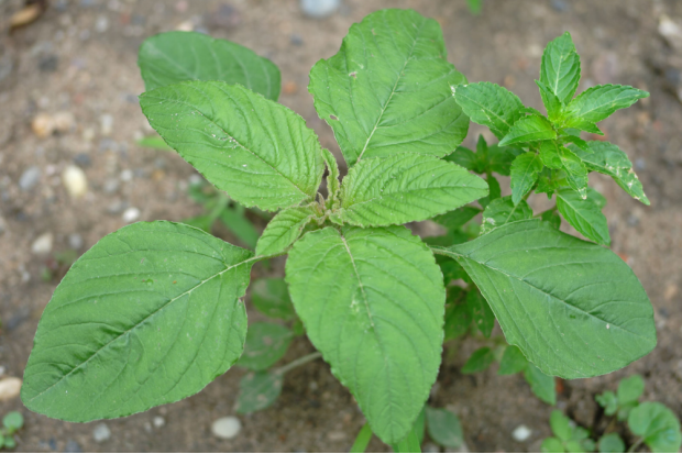 荒野维生野菜系列——反枝苋