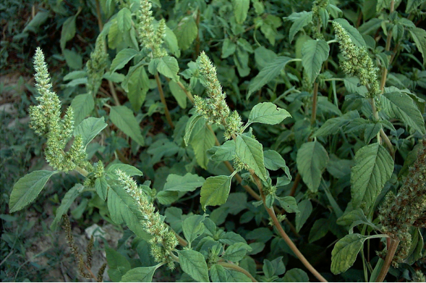 荒野维生野菜系列反枝苋