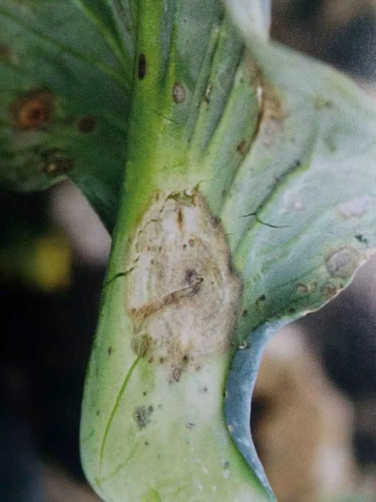 (2)花椰菜黑斑病