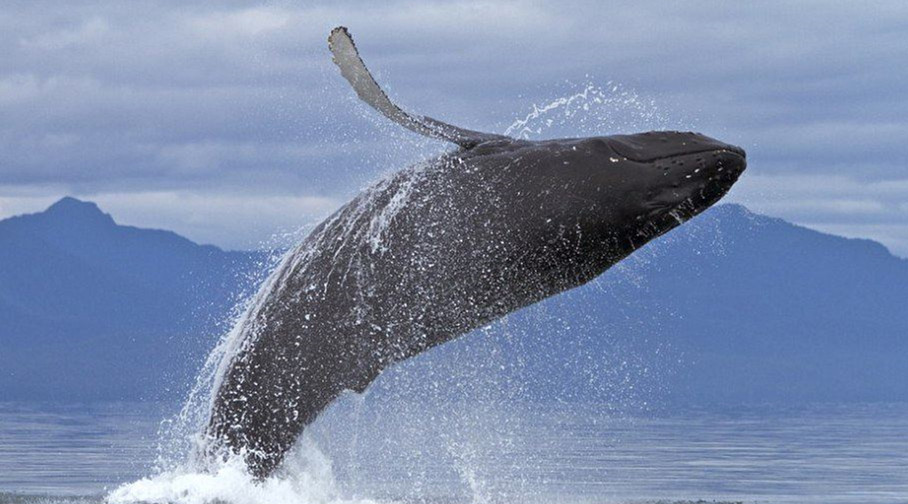 鲸鱼为什么喜欢跃出水面?是因为生命要终结了吗?