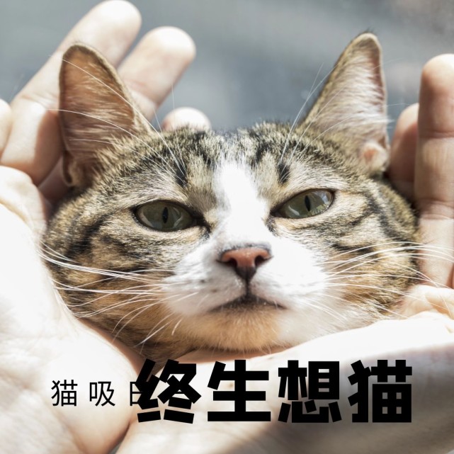 不要轻易养猫!养猫有这五个危害