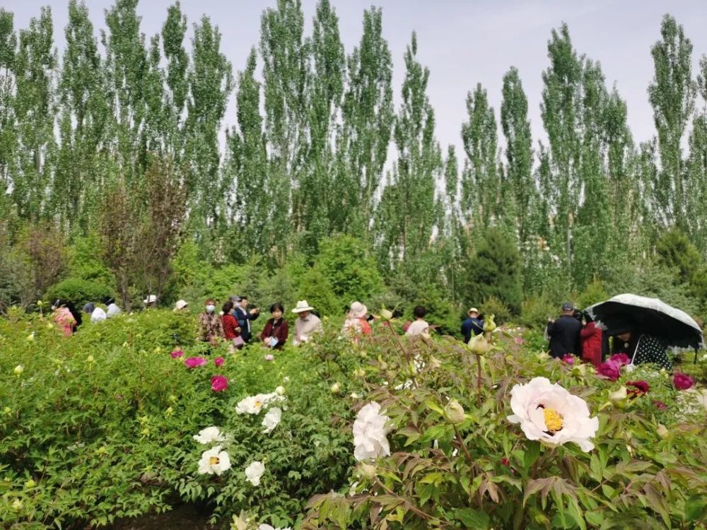 临夏市滨河牡丹长廊花香惹人醉