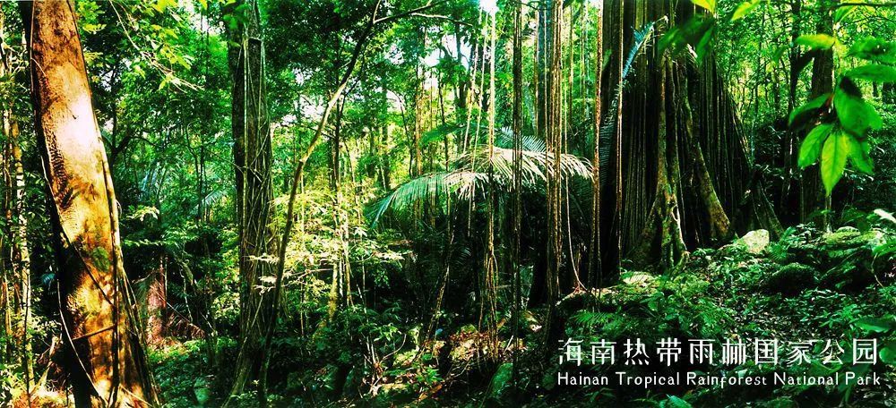 雨林吸氧海南旅游醉自然