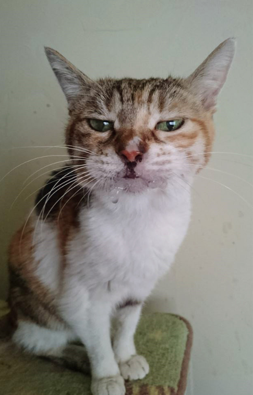 什么文鸟迹成语_成语故事图片