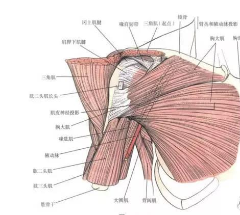 还在埋头苦练找寻肩部肌肉的训练方法看看你在用哪一个