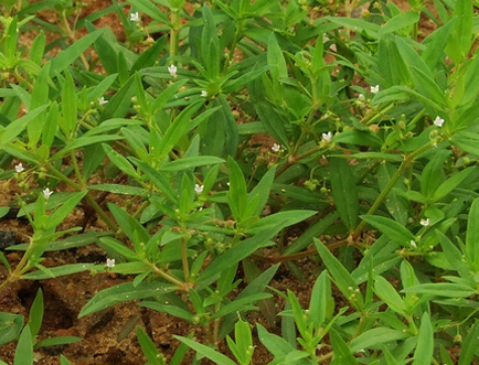 味道清奇,对身体极好,原料就是白花蛇舌草