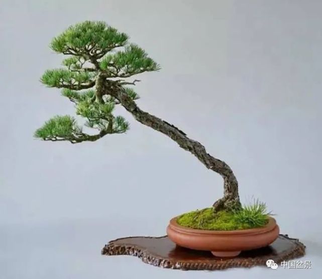 赵庆泉文人树盆景艺术欣赏