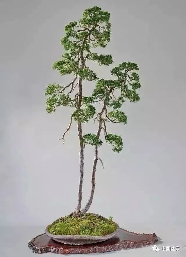 赵庆泉文人树盆景艺术欣赏