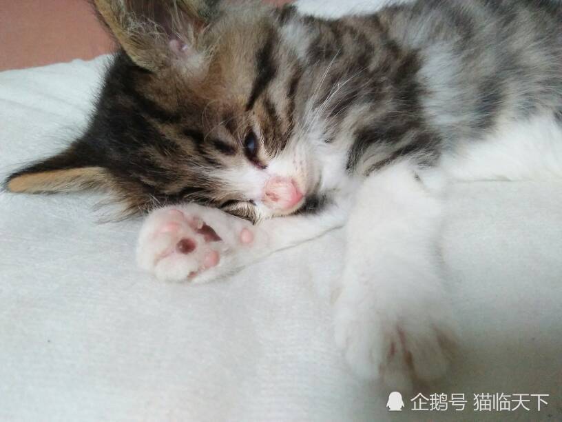 猫笼怎么搭_公猫母猫怎么分辨图片