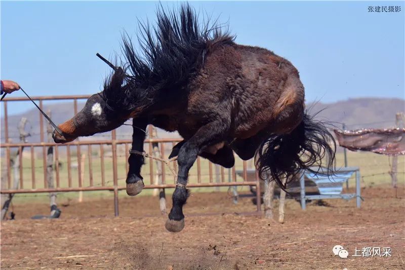 摄影师实拍锡盟牧区骟马