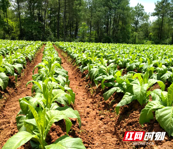 新宁高桥镇全力抗旱保烤烟丰产