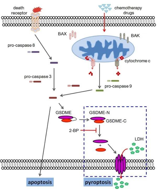 gsdme修饰调控化疗药物诱导的细胞焦亡与细胞凋亡的转化示意图本公众