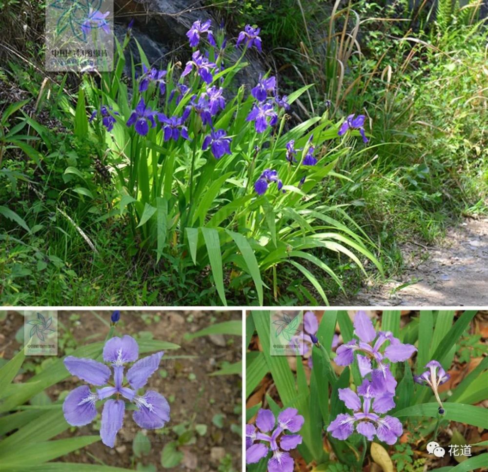 花道美学:燕子花与花菖蒲