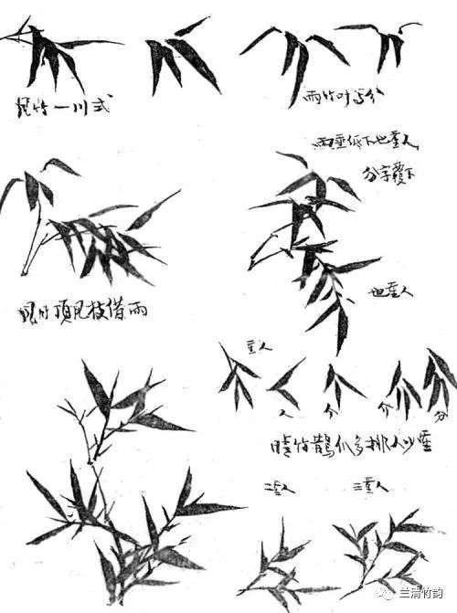 怎样画竹:画竹子的步骤,画竹的三字经口诀,图示说明竹叶的组合以及