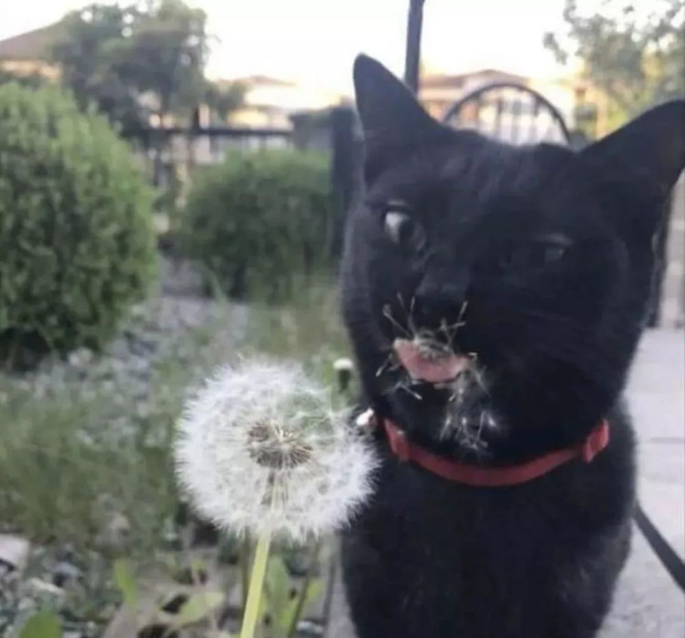 "沙雕猫片,看完法力无边!