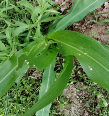 "幺蛾子"又出现!目前情况如何?