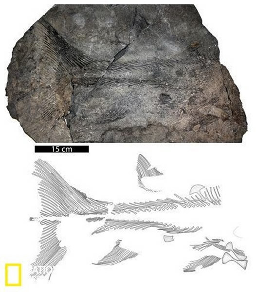图注:叛逆腔棘鱼的尾鳍化石,图片来自网络