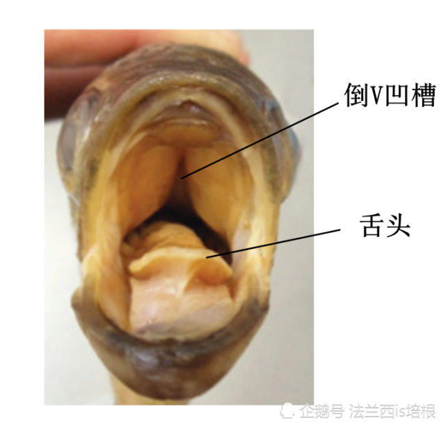 以水为箭,以嘴为弓,1米内的猎物百发百中