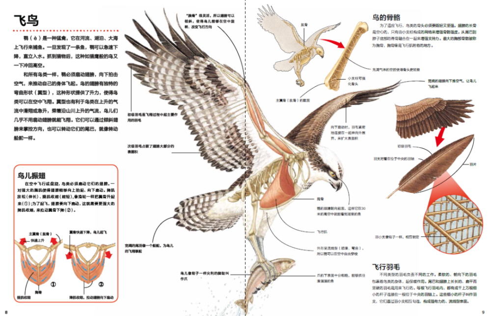 "飞鸟"这个跨页,不仅讲了鸟的身体,还将鸟的肌肉,骨骼和羽毛放大展示