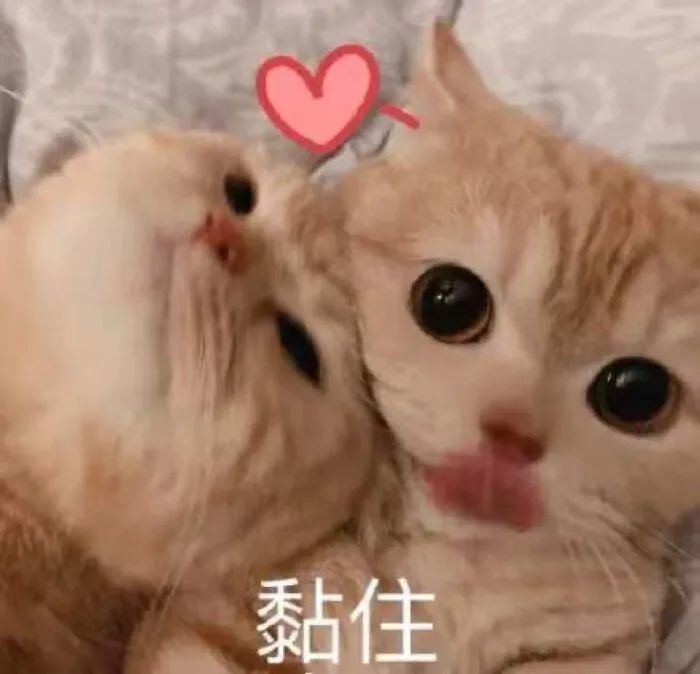 可爱猫咪动图表情包