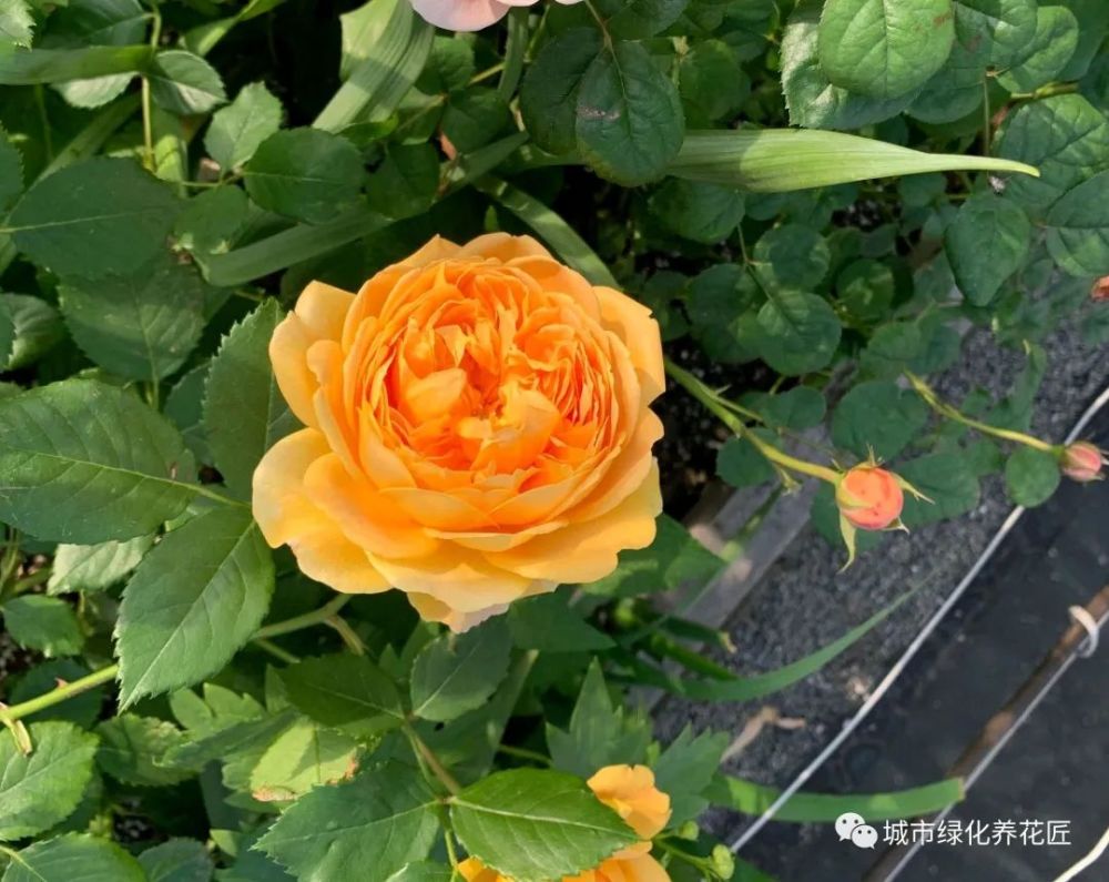 爆发月季红蜘蛛,夏季高温千万不要用"此农药",小心花叶全掉光