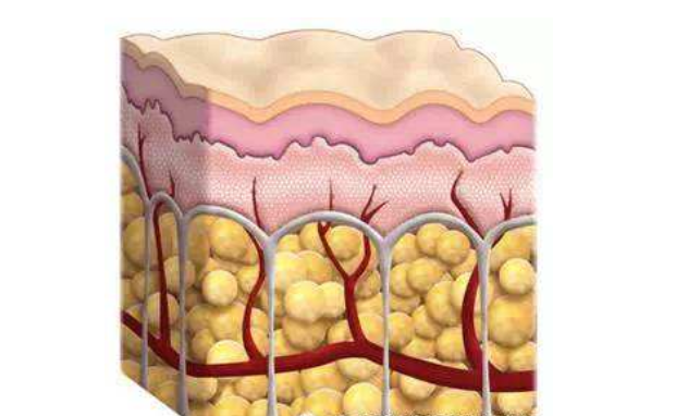 肥胖真面目摆脱皮下脂肪内脏脂肪这两个方法最有效