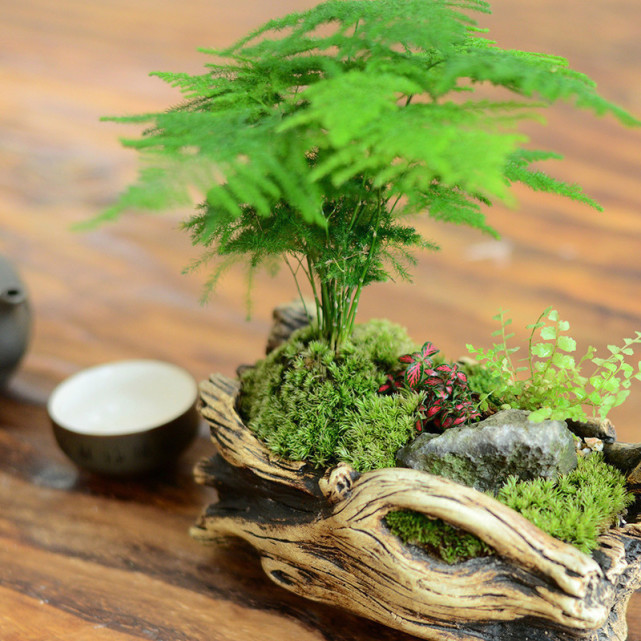 文竹是常见的桌面盆栽,如何防止文竹长高?