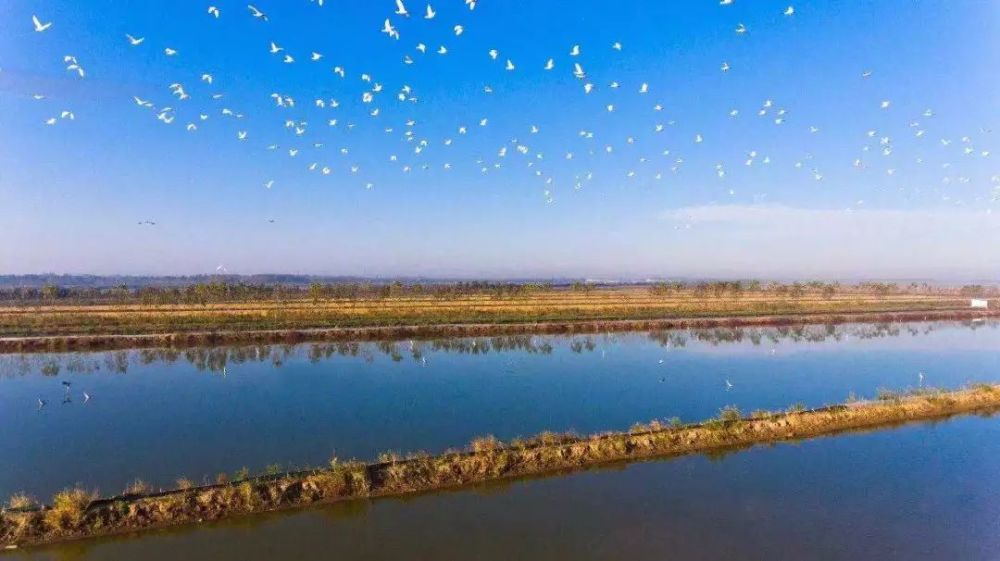 朱鹮近亲彩鹮现身盐城大丰黄海湿地公园,曾在我国绝迹