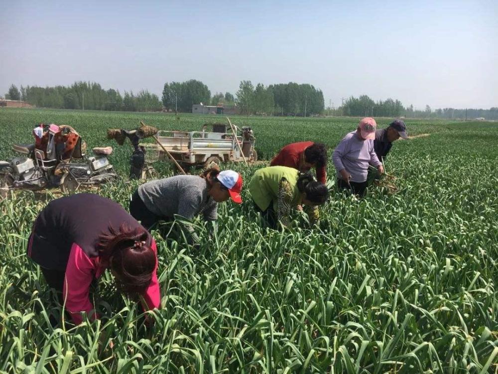 承包大蒜地,一亩地5千元,豪赌新蒜价格,市场行情如何